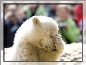 Łapka, Niedzwiadek, Polarny