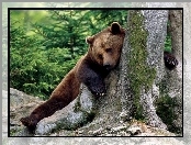 Niedźwiedź, Drzewo
