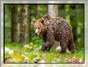 Niedźwiedź brunatny, Idący