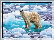 Kra, Niedźwiedź, Polarny