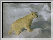 Lód, Niedźwiedź, Polarny
