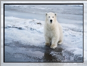 Niedźwiedź, Śnieg, Mały, Polarny