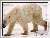 Śnieg, Niedźwiedź, Polarny