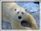 Niedźwiedź, Polarny