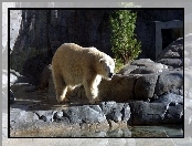 Niedźwiedź, Polarny