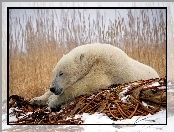 Niedźwiedź, Polarny