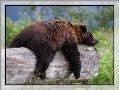 Sen, Niedźwiedź, Grizzly