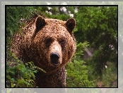 Zieleń, Niedzwiedz, Grizzly