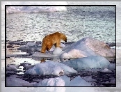 Niedźwiedź Polarny, Lód, Zima, Woda