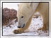 Zima, Niedźwiedź, Polarny