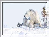Niedźwiedzica, Śnieg, Niedźwiedzie polarne, Niedźwiadek