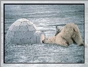 iglo, Niedźwiedzie, śnieg