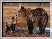 Niedźwiadek, Niedźwiedzie, Brunatne