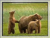 Rodzinka, Niedźwiedzie, Grizzly