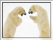 Rozmowa, Niedźwiedzie, Polarne