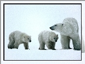 śnieg, Niedźwiedzie, białe