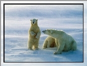 śnieg, Niedźwiedzie, białe