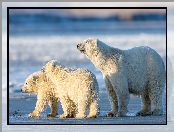 Trzy, Niedźwiedzie polarne