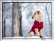Śnieg, Ubranko, Golden retriever, Pies, Czerwone