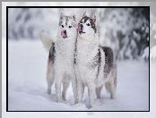 Śnieg, Zima, Psy, Dwa, Siberian husky