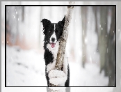 Śnieg
, Drzewo, Border collie, Pies, Mordka
