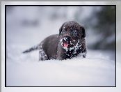 Śnieg, Zima, Szczeniak, Pies, Labrador retriever