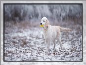 Śnieg, Golden Retriever, Zabawka, Pies, Szczeniak