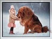 Śnieg, Zima, Pies, Dziewczynka, Mastif tybetański