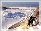 Góry, Śnieg, Pingwiny