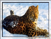 Jaguar, Śnieg, Leżący