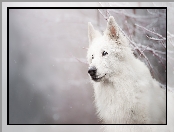 Śnieg, Gałązki, Biały owczarek szwajcarski, Pies, Mordka