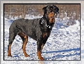 Rottweiler, Śnieg, Obroża