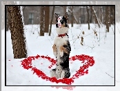 Owczarek australijski-australian shepherd, Pies, Miłość, Serce, Walentynki