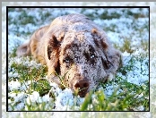 Trawa, Śnieg, Owczarek australijski, Leżący, Australian shepherd