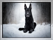 Śnieg, Czarny owczarek niemiecki, Pies