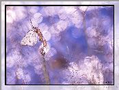 Niestrzęp głogowiec, Trawy, Motyl, Źdźbła