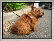 rudy, Norwich terrier