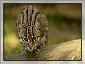 Ocelot