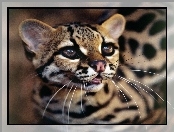 Ocelot, Drapieżnik