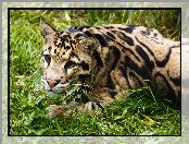 Ocelot, Trawa