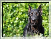 oczy, Owczarek francuski Beauceron, brązowe