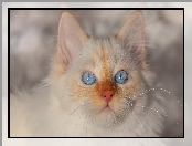 Oczy, Niebieskie, Kot, Biały, Mordka