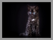 Oczy, Niebieskie, Kot, Czarny, Kotek