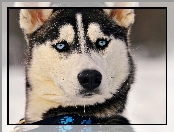 Oczy, Siberian Husky, Niebieskie