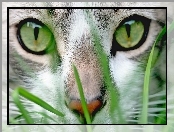 Oczy, Zielone, Maine coon, Kot, Zbliżenie