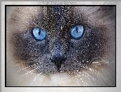 Kot, Ragdoll, Niebieskie, Oczy