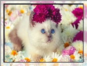 Oczy, Niebieskie, Kot, Kwiaty, Ragdoll