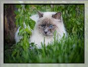 Trawa, Kot Ragdoll, Puszysty, Biało-szary, Niebieskie, Oczy