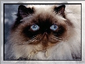 Oczy, Kot syjamski, Niebieskie