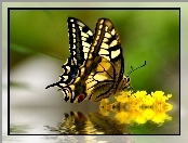 Odbicie, Paź królowej, Kwiaty, Żółte, Motyl